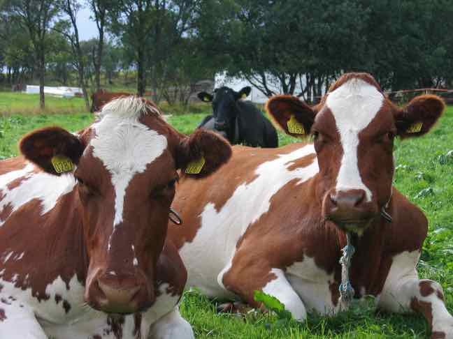 Analyser for Drøvtyggere